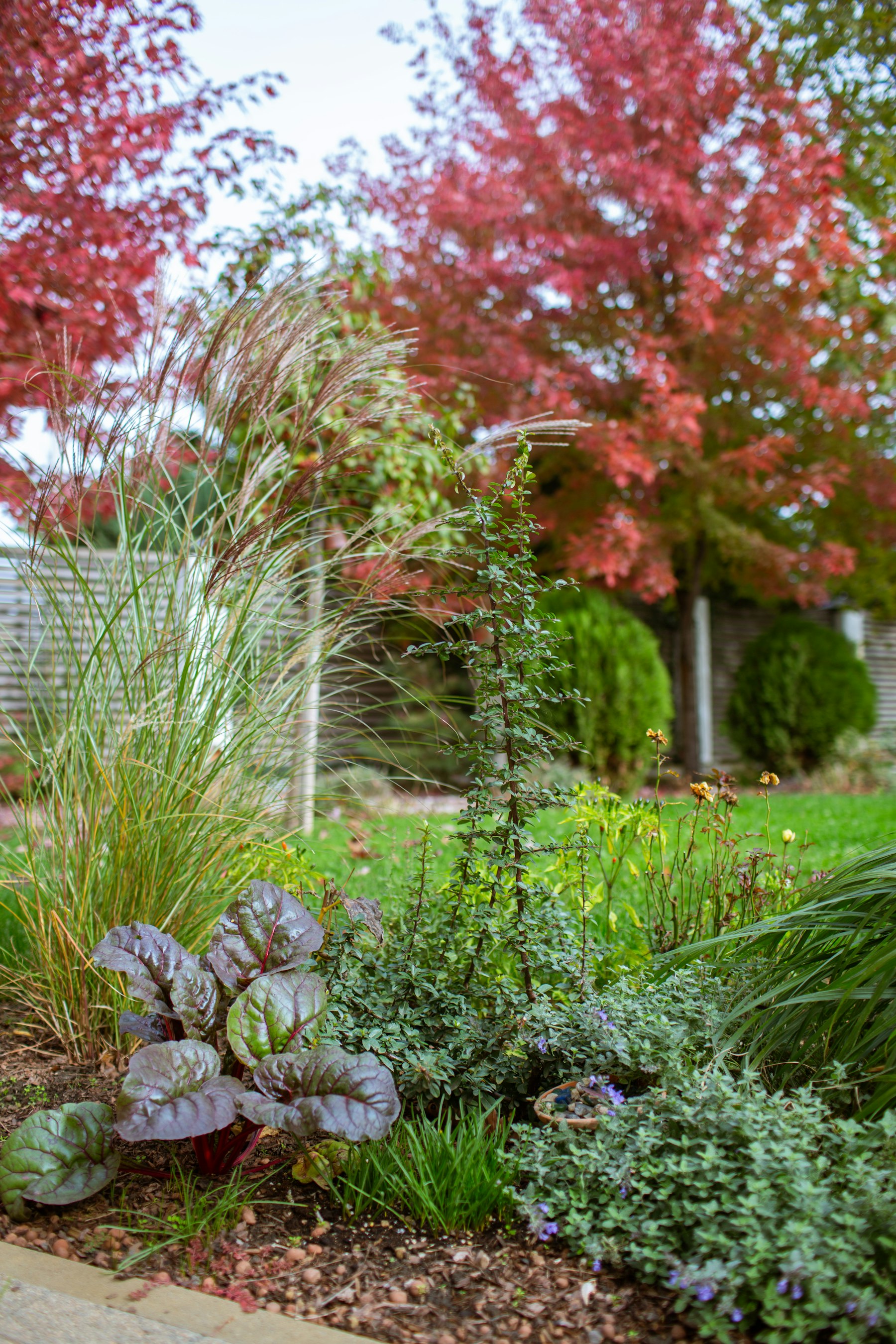 Autumn foliage in a planted garden